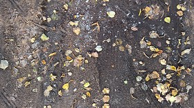 Textures   -   NATURE ELEMENTS   -   VEGETATION   -  Leaves dead - Leaves dead with the wheels footprint texture seamless 17811