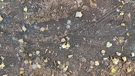 Textures   -   NATURE ELEMENTS   -   VEGETATION   -  Leaves dead - Leaves dead with the wheels footprint texture seamless 17812