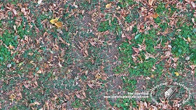 Textures   -   NATURE ELEMENTS   -   VEGETATION   -  Leaves dead - Leaves dead texture seamless 18643