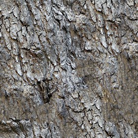 Textures   -   NATURE ELEMENTS   -  BARK - Bark texture seamless 12366