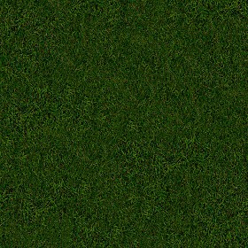 Textures   -   NATURE ELEMENTS   -   VEGETATION   -  Green grass - Green grass texture seamless 13025