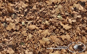 Textures   -   NATURE ELEMENTS   -   VEGETATION   -  Leaves dead - Leaves dead texture seamless 18645