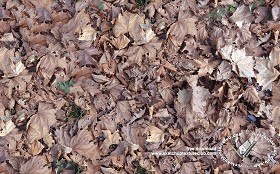 Textures   -   NATURE ELEMENTS   -   VEGETATION   -  Leaves dead - Leaves dead texture seamless 18646