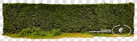 Textures   -   NATURE ELEMENTS   -   VEGETATION   -  Hedges - Cut out hedge texture 17685
