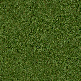 Textures   -   NATURE ELEMENTS   -   VEGETATION   -  Green grass - Green grass texture seamless 13031