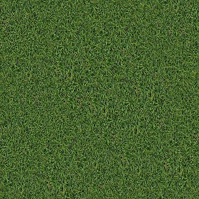 Textures   -   NATURE ELEMENTS   -   VEGETATION   -  Green grass - Green grass texture seamless 13032