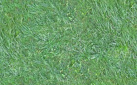 Textures   -   NATURE ELEMENTS   -   VEGETATION   -  Green grass - Green grass texture seamless 13035