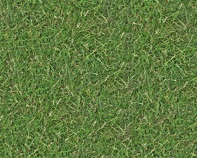 Textures   -   NATURE ELEMENTS   -   VEGETATION   -  Green grass - Green grass texture seamless 13039