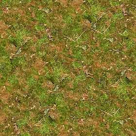 Textures   -   NATURE ELEMENTS   -   VEGETATION   -  Green grass - Undergrowth green grass texture seamless 13041