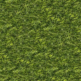 Textures   -   NATURE ELEMENTS   -   VEGETATION   -  Green grass - Green grass texture seamless 13047
