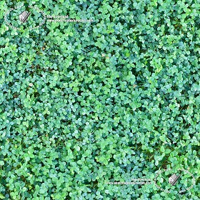 Textures   -   NATURE ELEMENTS   -   VEGETATION   -  Green grass - Clover grass texture seamless 18848