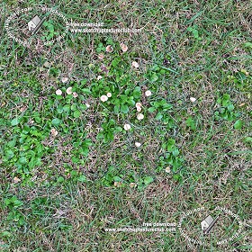 Textures   -   NATURE ELEMENTS   -   VEGETATION   -  Green grass - Green grass with mushrooms texture seamless 19279