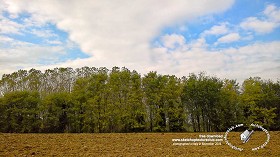 Textures   -   BACKGROUNDS &amp; LANDSCAPES   -   NATURE   -  Countrysides &amp; Hills - Countryside trees line background 20439