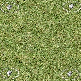 Textures   -   NATURE ELEMENTS   -   VEGETATION   -  Green grass - Green grass texture seamless 12976