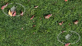 Textures   -   NATURE ELEMENTS   -   VEGETATION   -  Green grass - Green grass texture seamless 17672