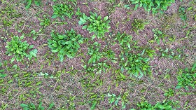 Textures   -   NATURE ELEMENTS   -   VEGETATION   -  Green grass - Green grass texture seamless 17955