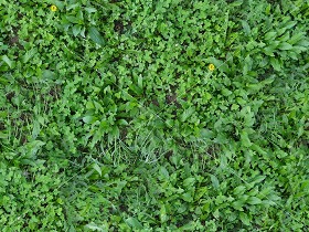 Textures   -   NATURE ELEMENTS   -   VEGETATION   -  Green grass - Mixed grass with clover texture seamless 18244