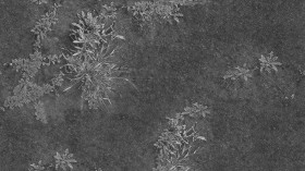 Textures   -   ARCHITECTURE   -   ROADS   -   Asphalt  - Asphalt with grass texture seamless 21204 - Displacement