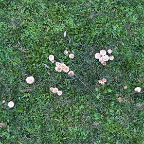 Textures   -   NATURE ELEMENTS   -   VEGETATION   -  Green grass - Green grass with mushrooms texture seamless 19277