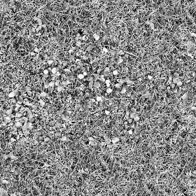 Textures   -   NATURE ELEMENTS   -   VEGETATION   -   Green grass  - Green grass with mushrooms texture seamless 19279 - Bump