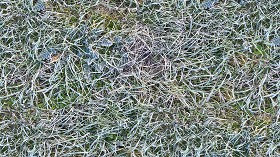 Textures   -   NATURE ELEMENTS   -   VEGETATION   -  Green grass - Frozen grass texture seamless 19662