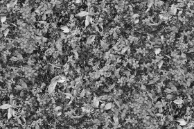 Textures   -   NATURE ELEMENTS   -   VEGETATION   -   Green grass  - Understory grass texture seamless 20655 - Displacement