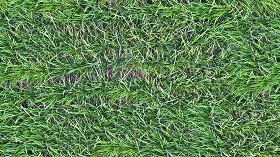 Textures   -   NATURE ELEMENTS   -   VEGETATION   -  Green grass - Green grass texture seamless 20771