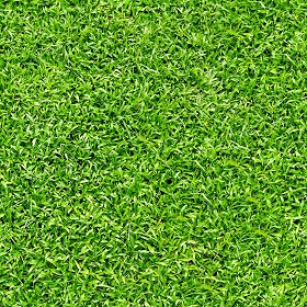Textures   -   NATURE ELEMENTS   -   VEGETATION   -  Green grass - Green grass texture seamless 21349