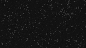 Textures   -   NATURE ELEMENTS   -   VEGETATION   -   Flowery fields  - First marguerites in march texture seamless 20554 - Specular