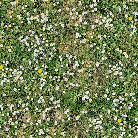 Textures   -   NATURE ELEMENTS   -   VEGETATION   -  Flowery fields - meadow with daisies pbr texture semaless 22189