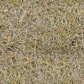 Textures   -   NATURE ELEMENTS   -   VEGETATION   -  Dry grass - Hay PBR texture seamless 21903