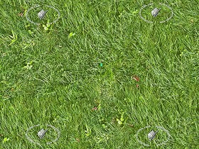 Textures   -   NATURE ELEMENTS   -   VEGETATION   -  Green grass - Green grass texture seamless 12970