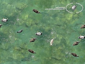 Textures   -   NATURE ELEMENTS   -   WATER   -  Streams - Water with ducks texture seamless 18345