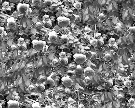 Textures   -   NATURE ELEMENTS   -   VEGETATION   -   Hedges  - Hedge of roses texture seamless 16575 - Bump