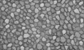 Textures   -   ARCHITECTURE   -   ROADS   -   Paving streets   -   Rounded cobble  - Rounded cobblestone texture seamless 20492 - Displacement