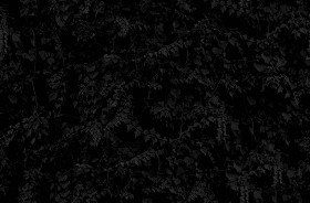 Textures   -   NATURE ELEMENTS   -   VEGETATION   -   Hedges  - Ivy hedge texture seamless 20192 - Specular