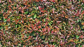 Textures   -   NATURE ELEMENTS   -   VEGETATION   -  Hedges - Red robin hedge texture seamless 20691