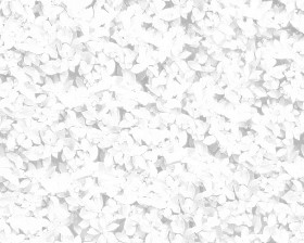 Textures   -   NATURE ELEMENTS   -   VEGETATION   -   Hedges  - Red robin hedge texture seamless 20692 - Ambient occlusion