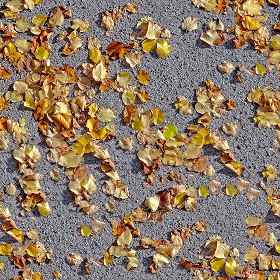 Textures   -   NATURE ELEMENTS   -   VEGETATION   -  Leaves dead - Leaves dead on the asphalt texture seamless 20452
