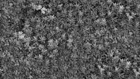 Textures   -   NATURE ELEMENTS   -   VEGETATION   -   Hedges  - Green hedge texture seamless 20804 - Displacement
