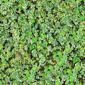Textures   -   NATURE ELEMENTS   -   VEGETATION   -  Hedges - ivy hedge PBR texture seamless 21451