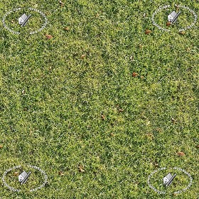 Textures   -   NATURE ELEMENTS   -   VEGETATION   -  Green grass - Green grass texture seamless 12975