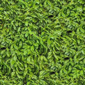 Textures   -   NATURE ELEMENTS   -   VEGETATION   -  Hedges - Laurel hedge pbr texture seamless 22096