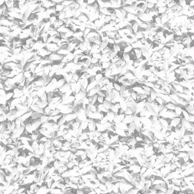 Textures   -   NATURE ELEMENTS   -   VEGETATION   -   Hedges  - Garden hedge pbr texture seamless 22172 - Ambient occlusion